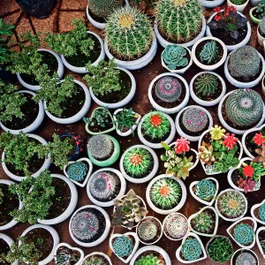 Cacti, Da Lat market, Dalat