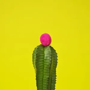 Cactus decorated with puffballs Cactus decorated with puffballs