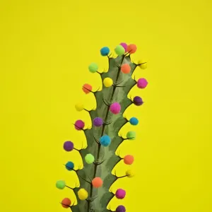 Cactus decorated with puffballs Cactus decorated with puffballs
