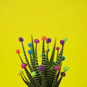 Cactus decorated with puffballs Cactus decorated with puffballs