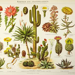 Cactus engraving 1895