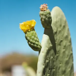 Cactus Print with Blooming Flower Under a Blue Sky Cactus Print with Blooming Flower Under a Blue Sky