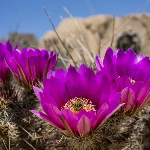 Cactus flowers Cactus flowers