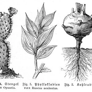 Cactus kohlrabi engraving 1895
