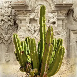 Cactus in front of ruins of baroque spanish church