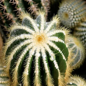 Cactus species, Notocactus magnificus