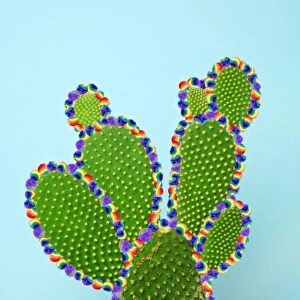 Cactus with Tyedye Puffballs