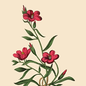 Calandrinia or Purslane Plant, Victorian Botanical Illustration