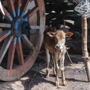 Calf, tied up, India Calf, tied up, India