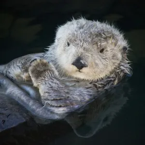 California Coastal Sea Otter Print California Coastal Sea Otter Print