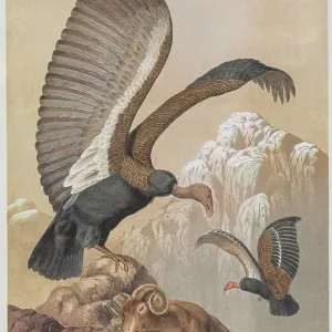 California condor, 19th century illustration