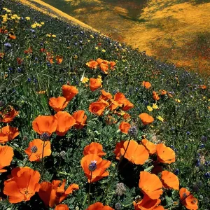California Poppies California Poppies