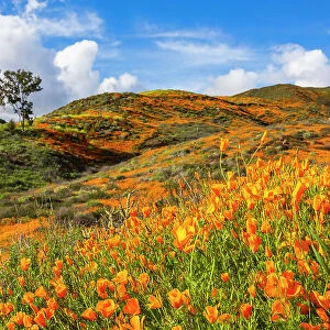 California poppies blooming in the hills of Lake Elsinore