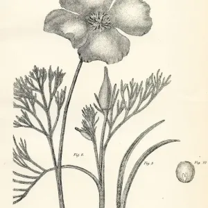 California Poppy Engraving Print 1877