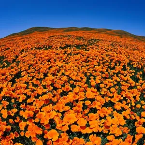 California Poppy Reserve California Poppy Reserve