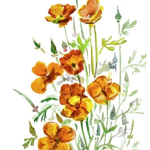 California Poppy watercolor California Poppy watercolor