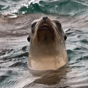 California Sea Lion (Zalophus californianus) California Sea Lion (Zalophus californianus)