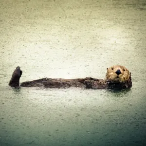 California Sea Otter Print California Sea Otter Print