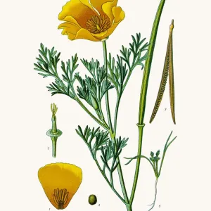 Californian Poppy Fine Art Print