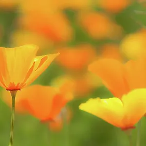 Californian poppy Californian poppy