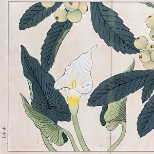 Calla lilly and Loquat tree japanese woodblock print