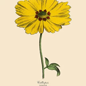 Calliopsis or Tickseed Plant, Victorian Botanical Illustration