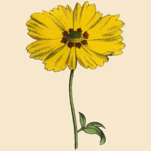 Calliopsis or Tickseed Plant, Victorian Botanical Illustration Calliopsis or Tickseed Plant, Victorian Botanical Illustration