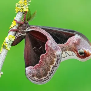 Callosamia promethea a Promethea silkmoth moth Callosamia promethea a Promethea silkmoth moth