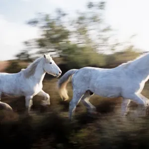 Camargue Horse (Equus Caballus) Camargue Horse (Equus Caballus)