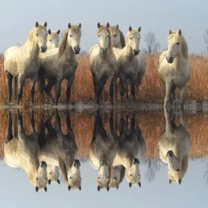 Camargue horses Camargue horses