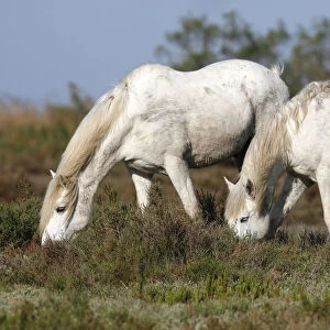 Two Camargue Horses -Equus caballus- eating in a protected area, Camargue, France, Europe
