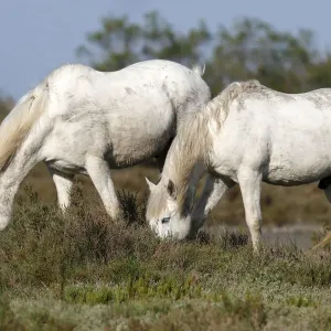Two Camargue Horses -Equus caballus- eating in a protected area, Camargue, France, Europe Two Camargue Horses -Equus caballus- eating in a protected area, Camargue, France, Europe