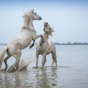 Camargue Horses - Two white Camargue Stallions play flighting in water, Camargue region, France Camargue Horses - Two white Camargue Stallions play flighting in water, Camargue region, France