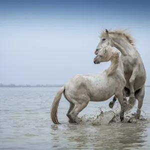 Camargue Horses Print - Two White Stallions Play in Water Camargue Horses Print - Two White Stallions Play in Water