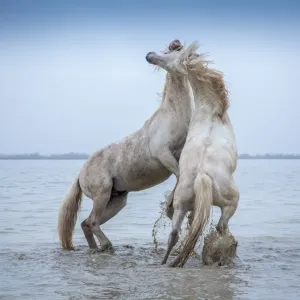Camargue Horses - Two white Camargue Stallions play flighting in water, Camargue region, France Camargue Horses - Two white Camargue Stallions play flighting in water, Camargue region, France