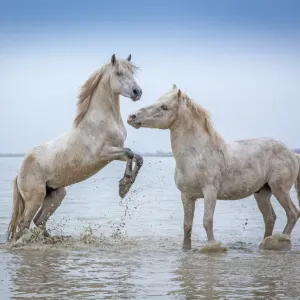 Camargue Horses - Two white Camargue Stallions play flighting in water, Camargue region, France Camargue Horses - Two white Camargue Stallions play flighting in water, Camargue region, France