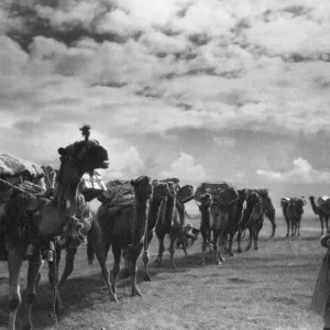 Camel Caravan Print Camel Caravan Print