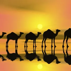 Camel Caravan Sunset Print
