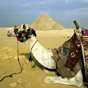 Camel and the Great Pyramids of Giza, Egypt