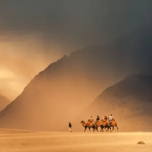 Camel Print on Nubra Valley Desert Landscape Camel Print on Nubra Valley Desert Landscape