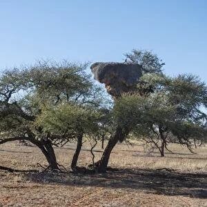 Camel thorn tree -Acacia erioloba- with nesting colony of the Sociable Weaver -Philetairus socius-, Kalahari, Namibia