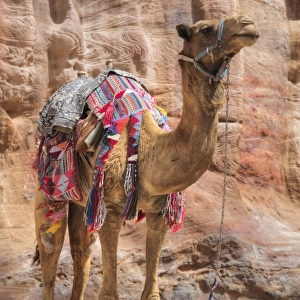Camel, Wadi Musa