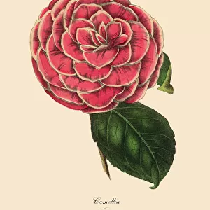 Camellia, Pink Camellia Plant, Victorian Botanical Illustration