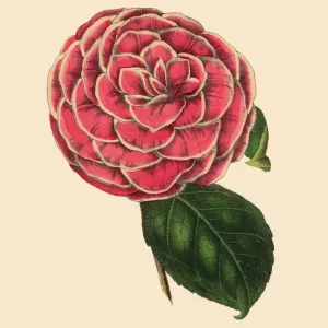 Camellia, Pink Camellia Plant, Victorian Botanical Illustration