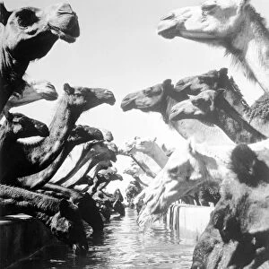 Camels Drinking