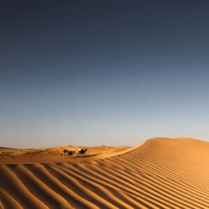 Camels in the Dubai desert