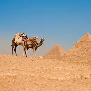 Camels Waiting Pyramids Cheops Khafre Khufu