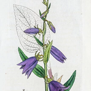 Campanula bell flower