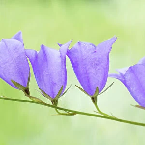 Campanula Platycodon (bell flower)