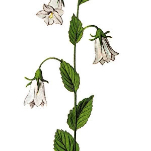 Campanula rotundifolia, the harebell, blawort, hair-bell, ladys thimble, witchs bells